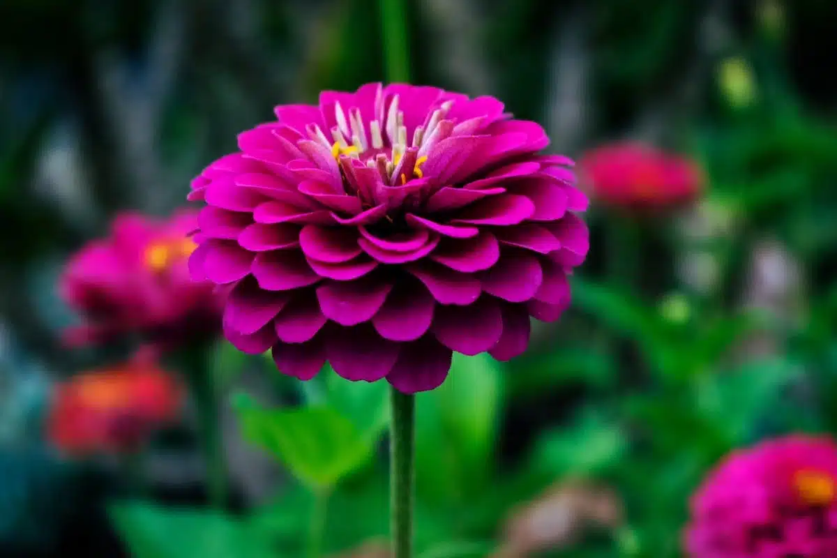 Les 5 fleurs les plus extraordinaires : découvrez leur symbolisme caché !